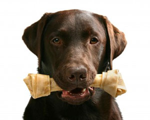 Which Is Better For Dogs Pig Ears Or Rawhide Which Is Better For Dogs Pig Ears Or Rawhide