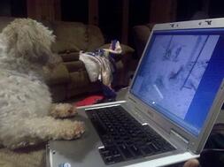 Baxter checking in on the dogs in playgroup