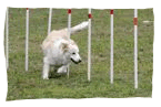 agility_weave
