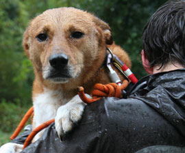 Bodhi ~ Humane Society Rescue