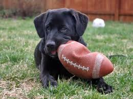 dog football resized 600