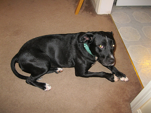 Sam Mungeam resized 600