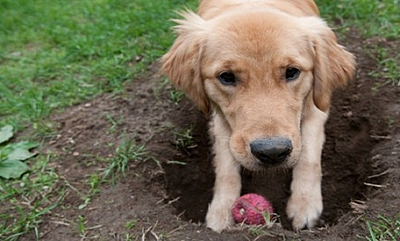Dog Burying Toy