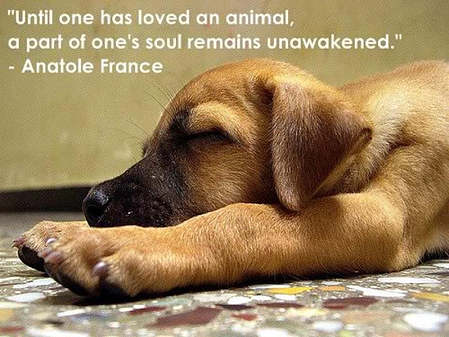 anatole france quote resized 600
