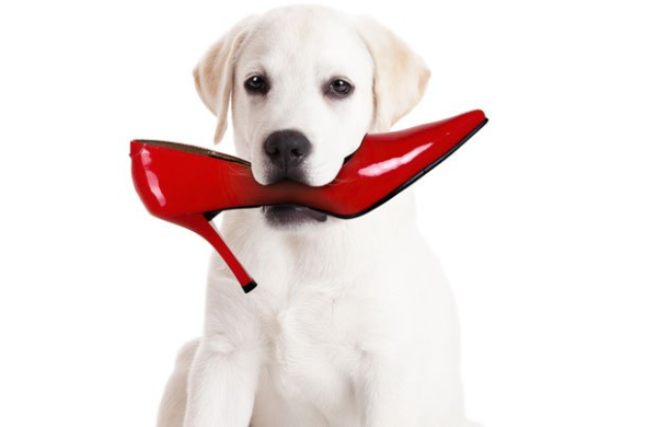 dog chewing shoes