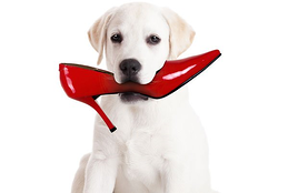 dog chewing shoe resized 600