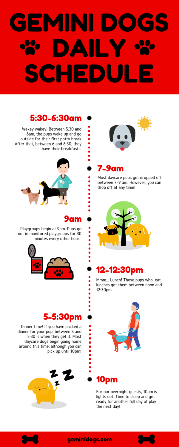 Gemini Dog Daily Schedule