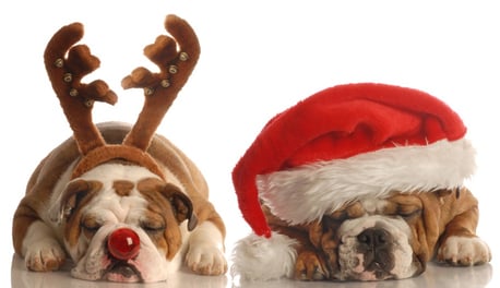 dogs-christmas.jpg
