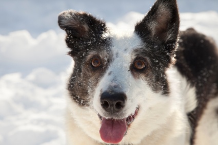 winter_dog_border_collie.jpg