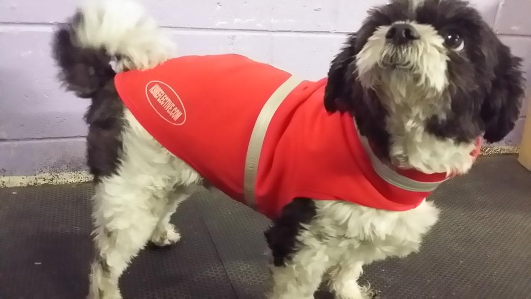 Does My Dog Need a Heavy Coat for Winter?