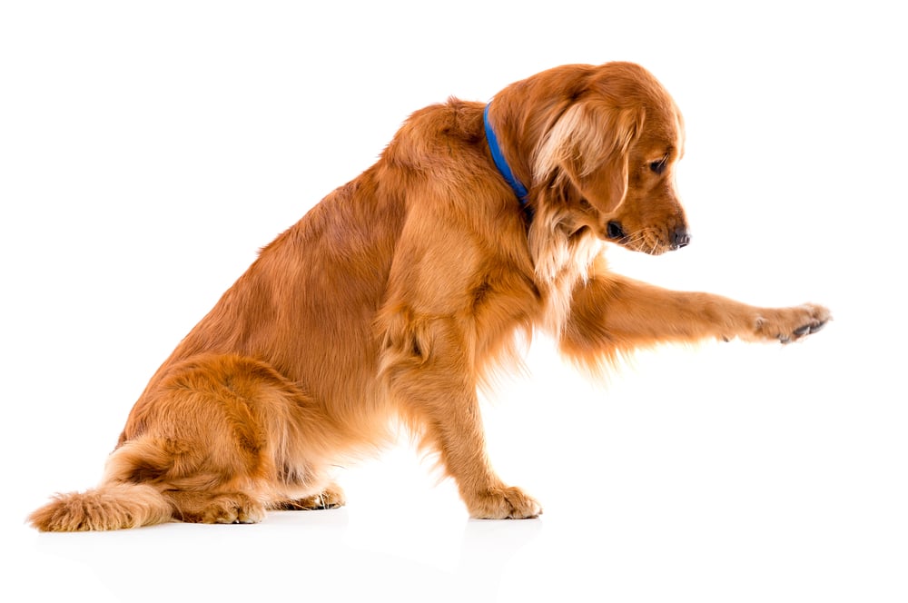 Cute dog giving his paw - isolated over a white background