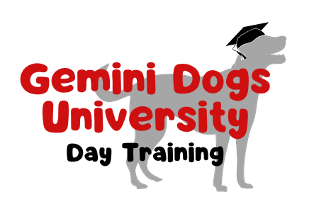 gemini dogs university (2)